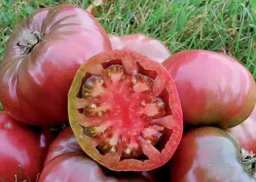 TOMATO CHEROKEE PURPLE