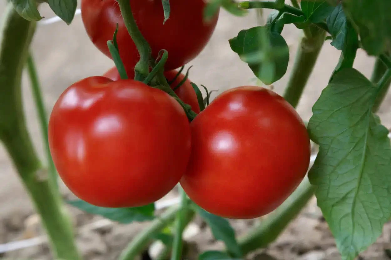 TOMATO RUBEE DAWN
