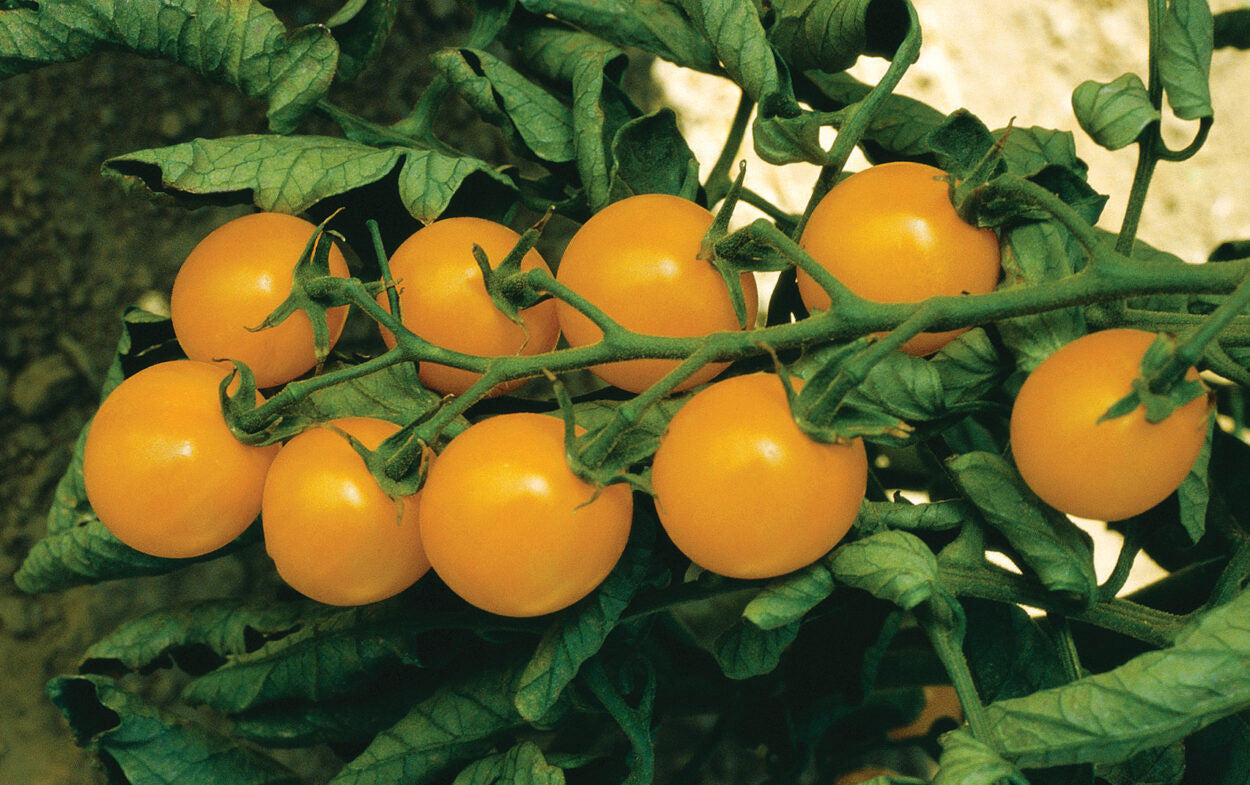TOMATO SWEET GOLD CHERRY