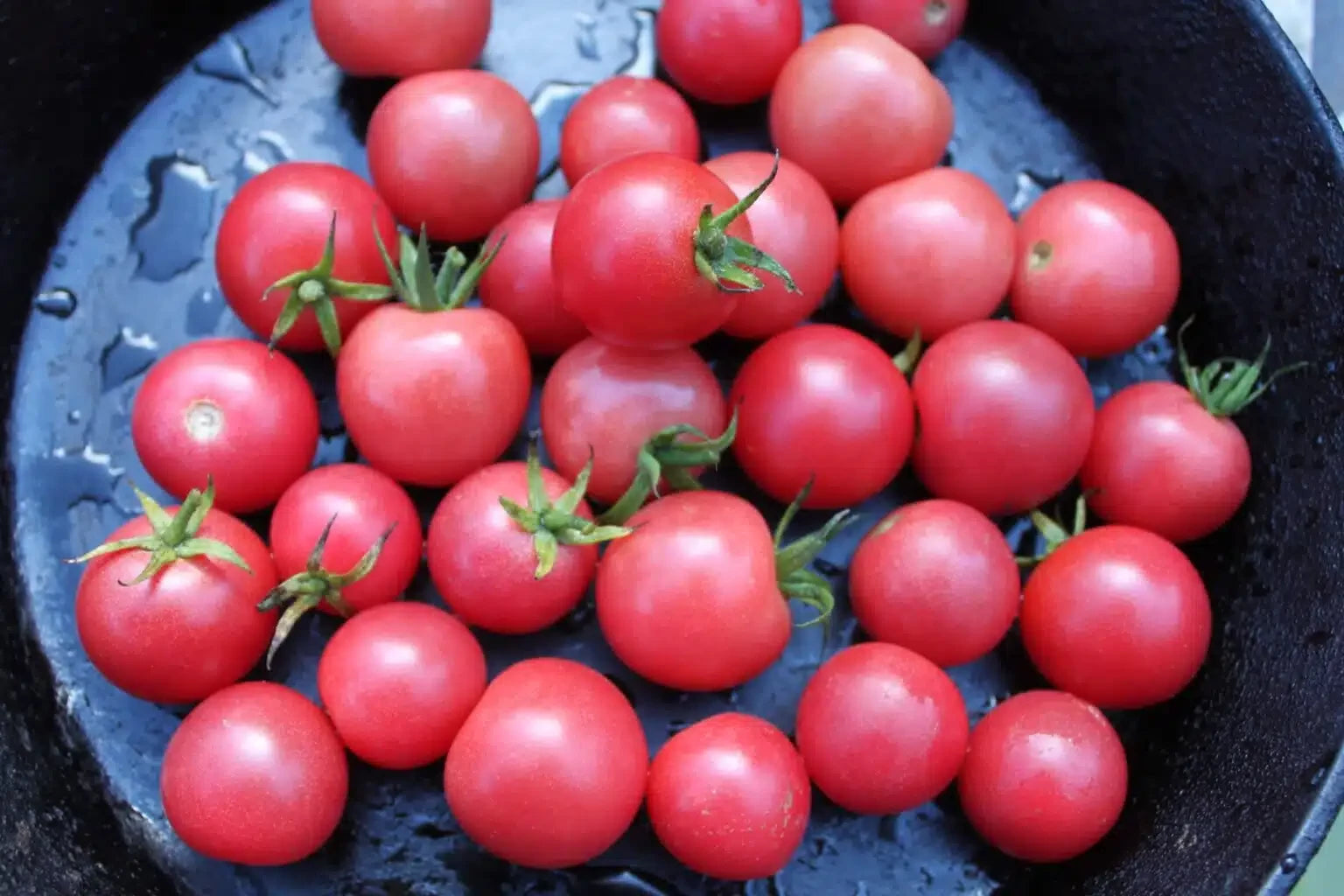 TOMATO SWEET TREATS