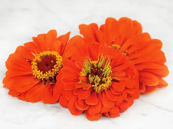 ZINNIA ORANGE KING