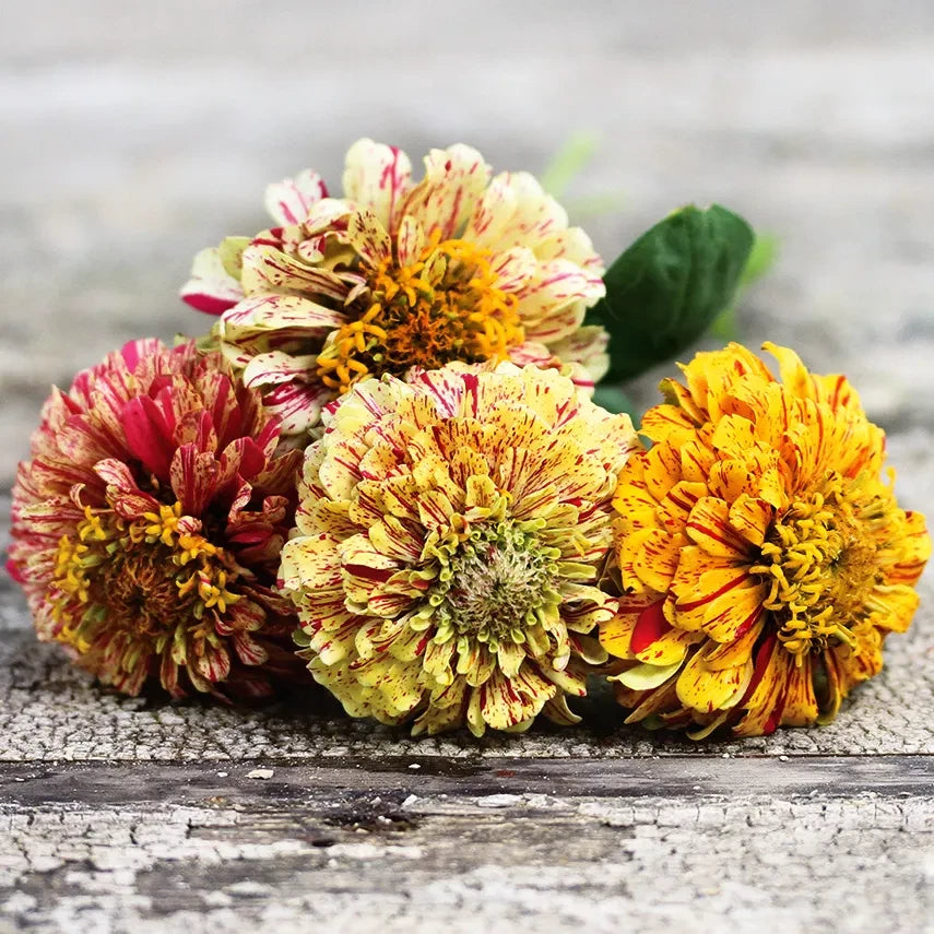 ZINNIA PEPPERMINT STICK