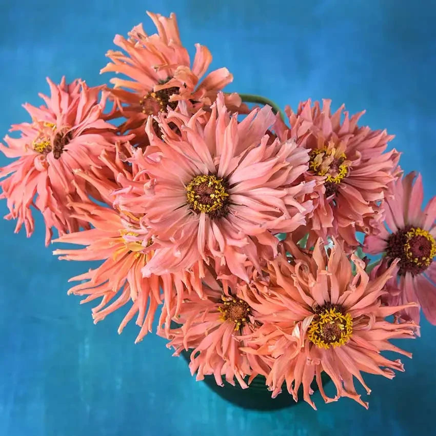 ZINNIA PINK SENORITA